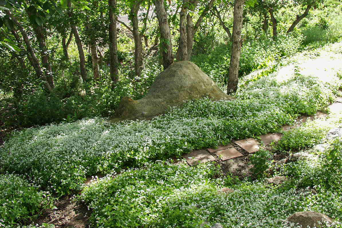 Sweet Woodruff